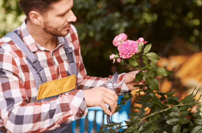 Rose Bush Care