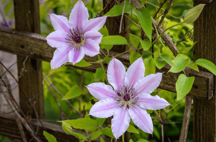 How To Grow Clematis