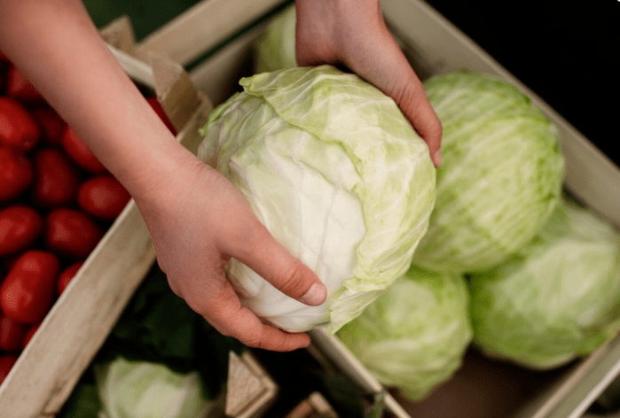 Cabbage Container Care