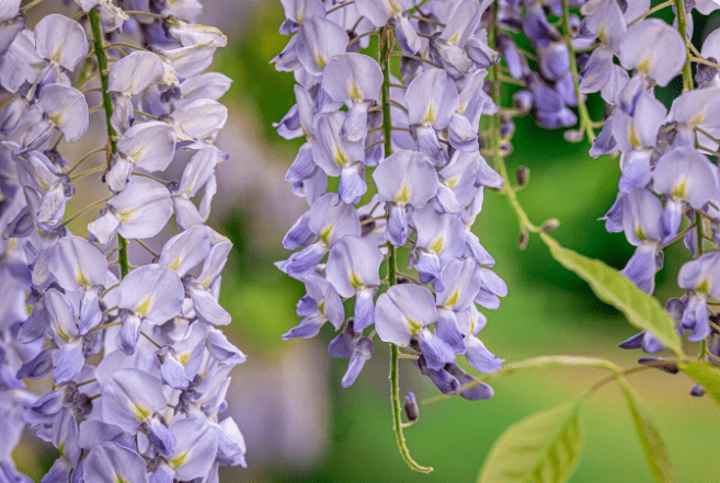 How to Grow and Care for Wisteria