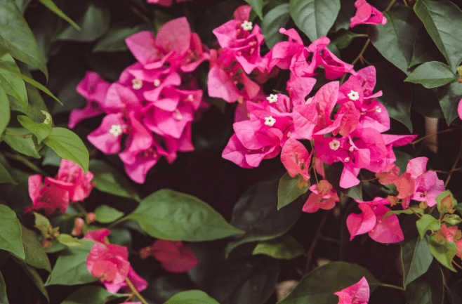 The Ultimate Guide to Growing Bougainvillea Plant