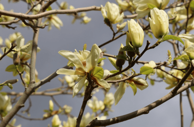 Growing Southern Magnolia