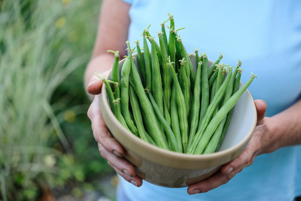 How To Grow French Beans