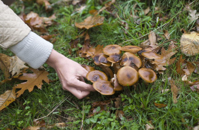 How To Grow Mushrooms