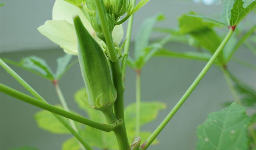How To Grow Okra At Home – Tips on Planting and Caring