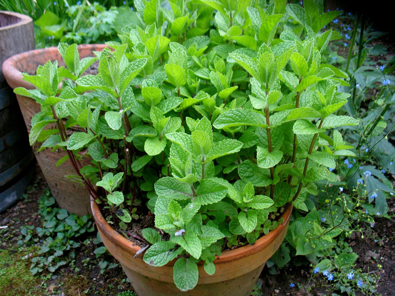 How To Grow Spearmint