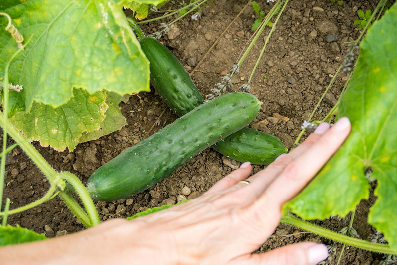 How to Grow Cucumbers