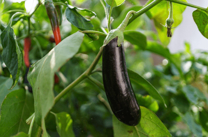 How To Grow Eggplant