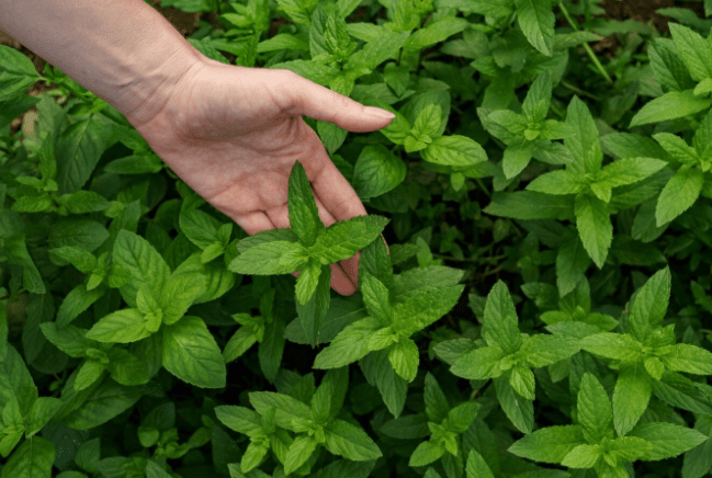 How to Grow Peppermint at Home