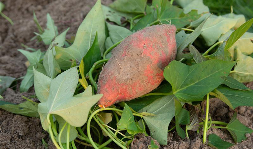 How to Grow Sweet Potatoes