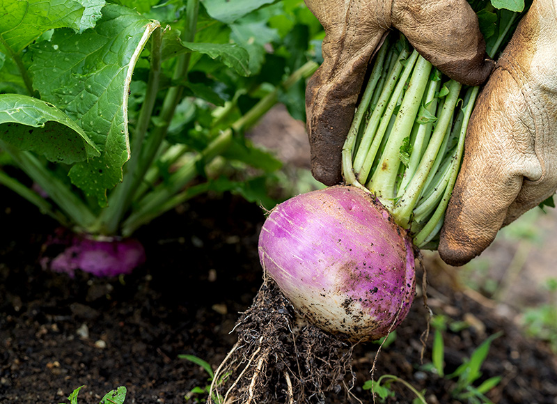 How to Grow Turnips