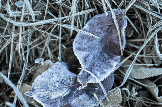 Protect Plants From Frost