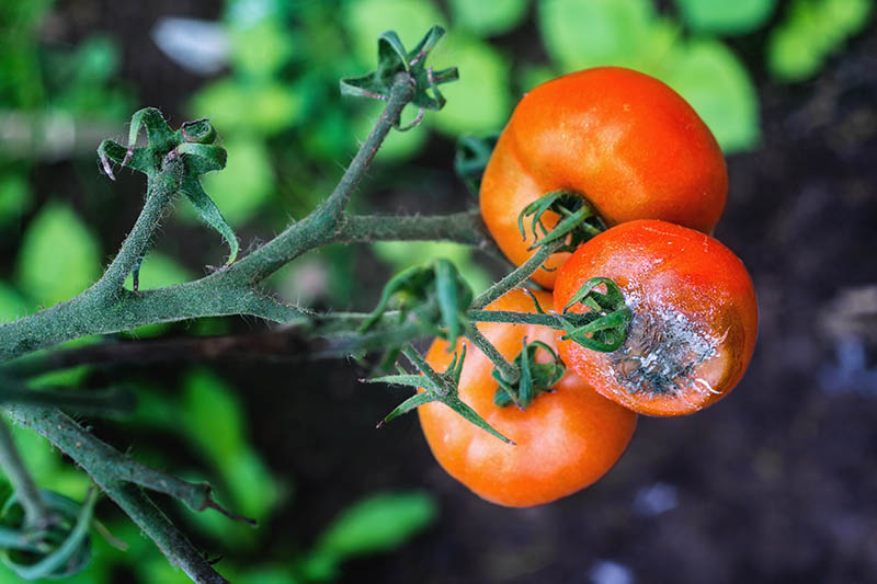 What Is Tomato Blight