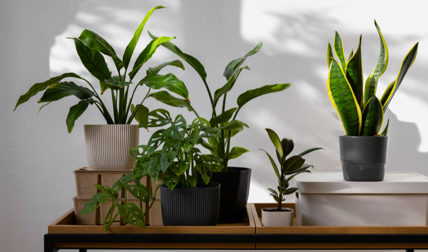 best indoor plants for humidity