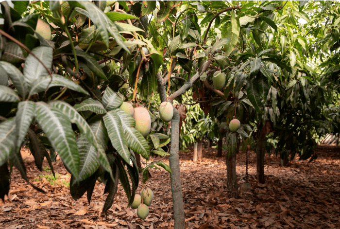 How To Grow Mango Trees