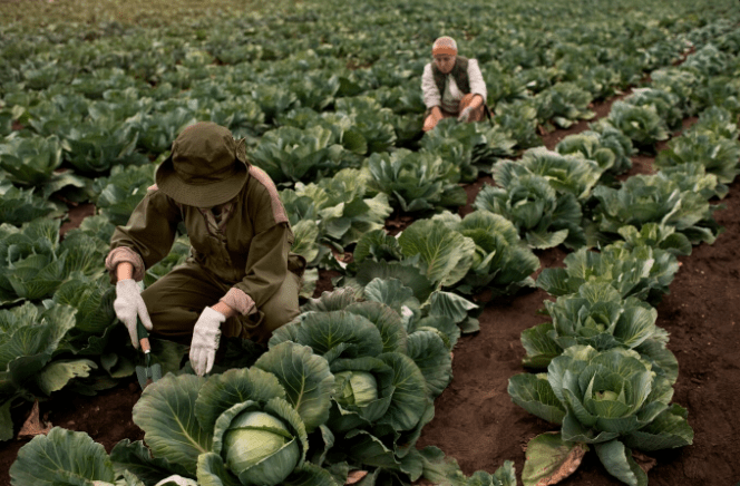 vegetables To Grow In Texas