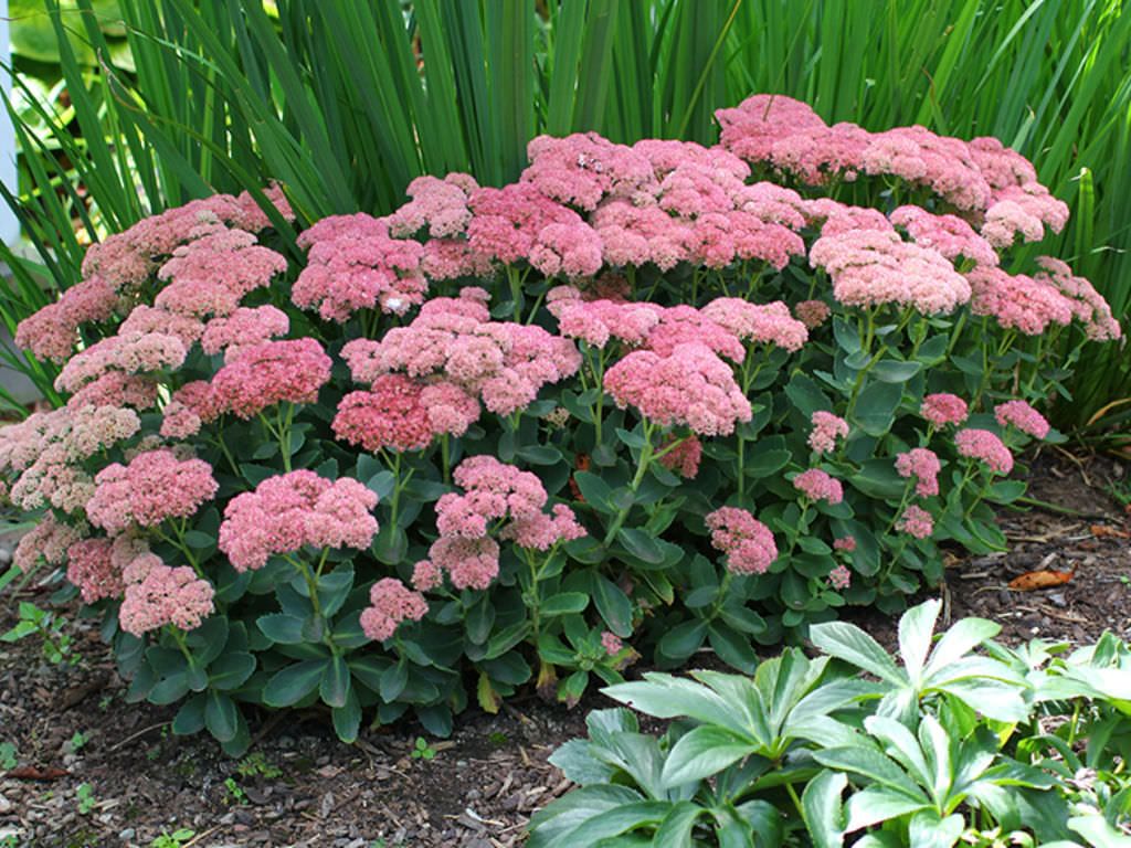 Care For Sedums