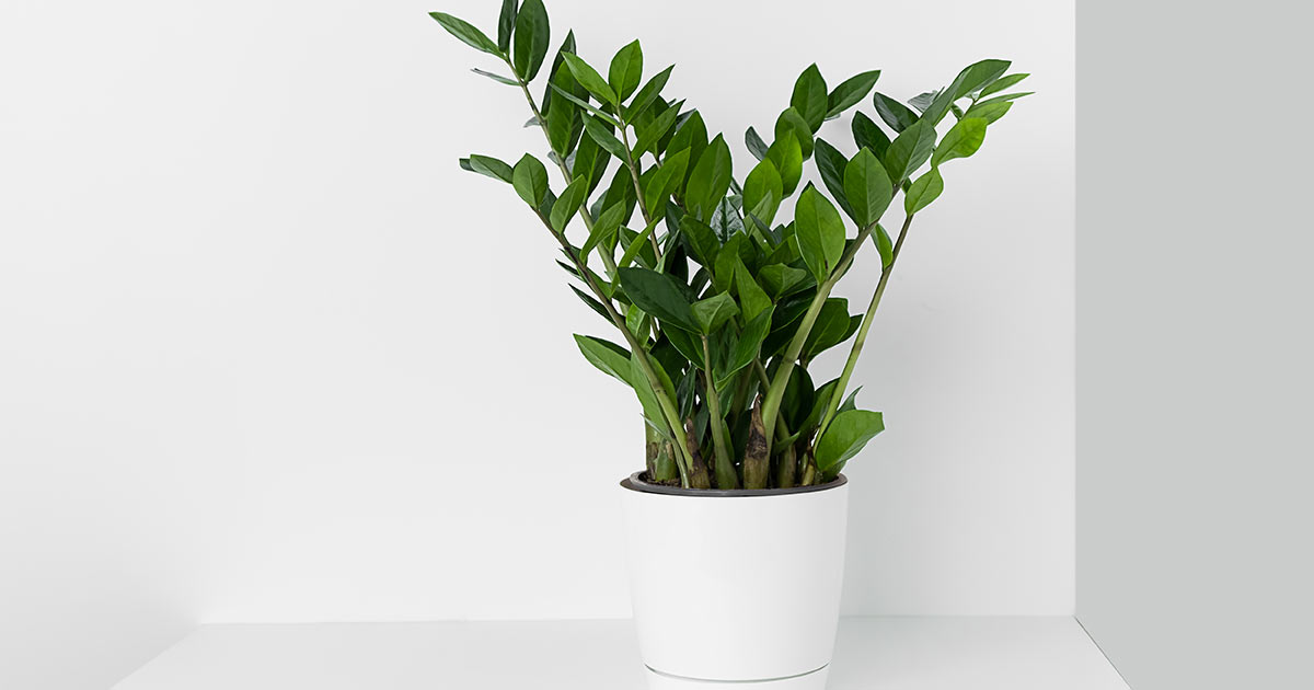 Care For ZZ Plant