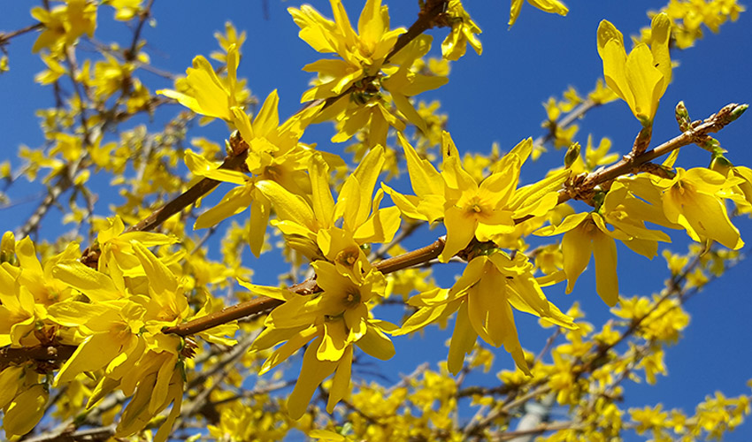 Care for Forsythia