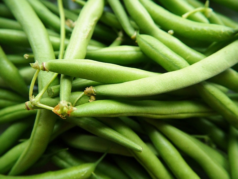 How to Plant and Grow Green Beans in Your Home Garden