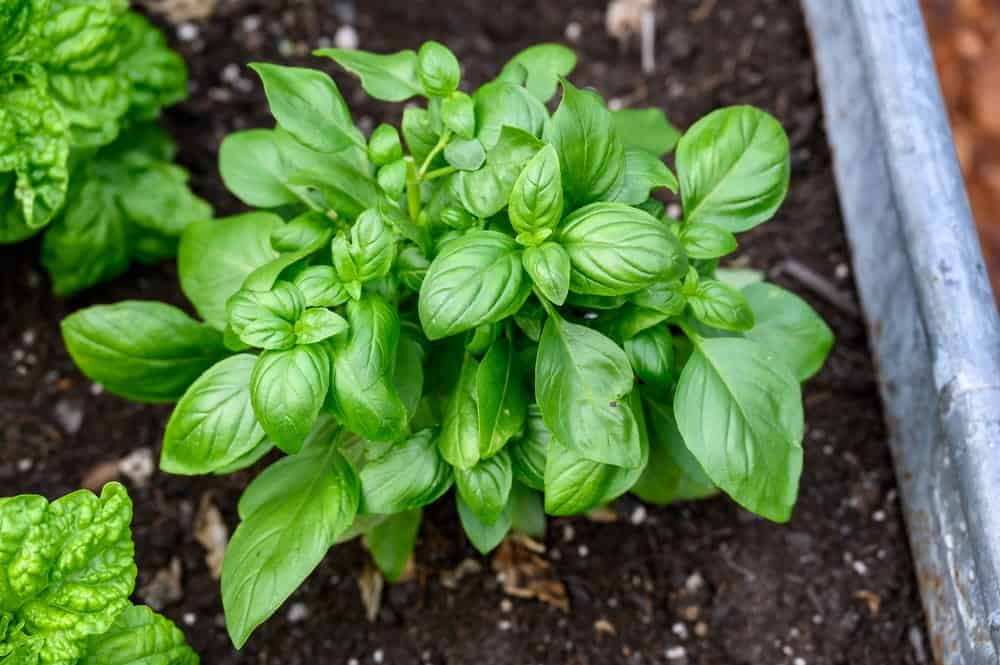 How to Plant, Grow, and Harvest Basil