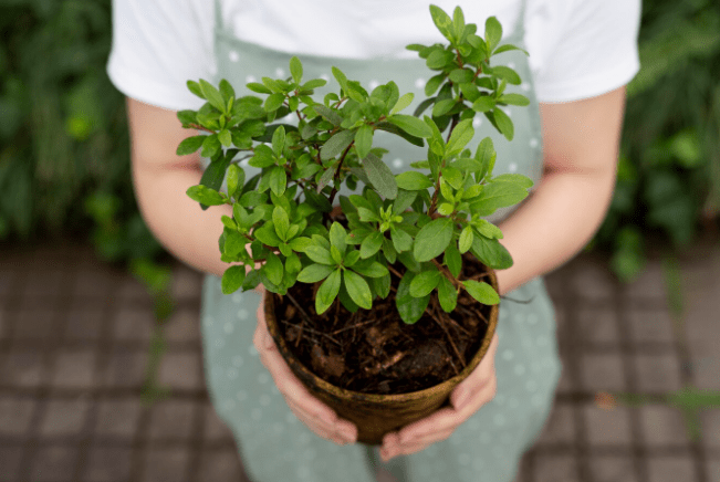 How to Grow Curry Leaves at Home