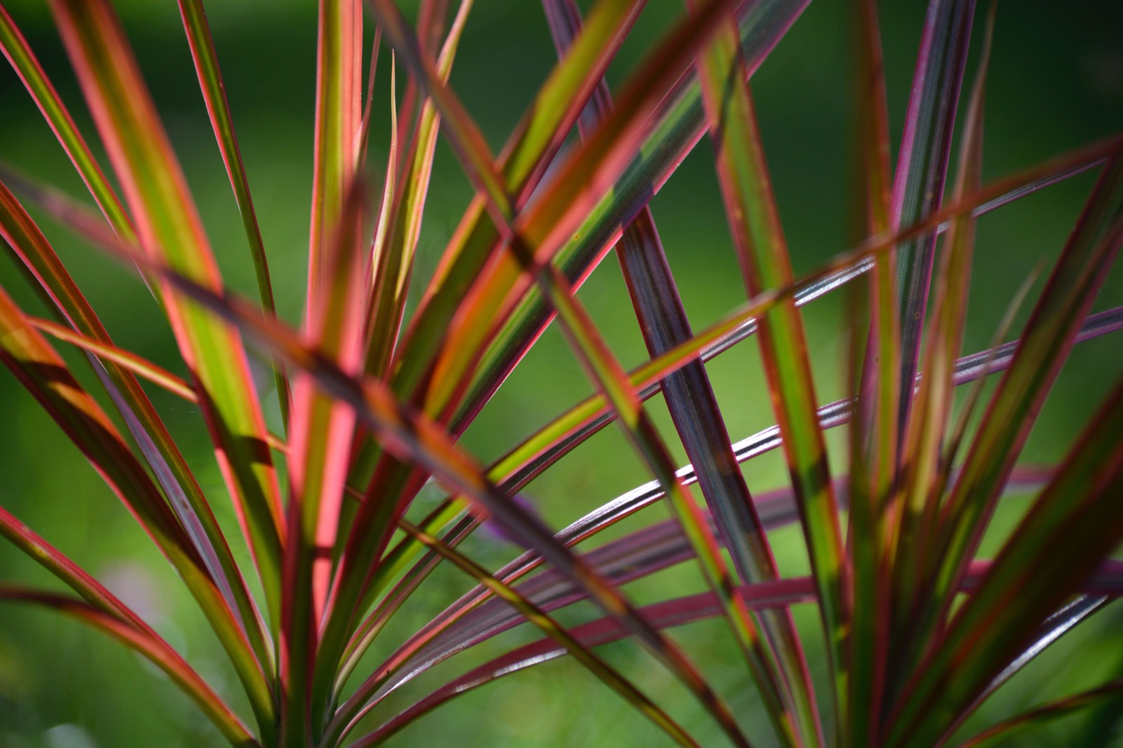 How To Grow Red-Edged