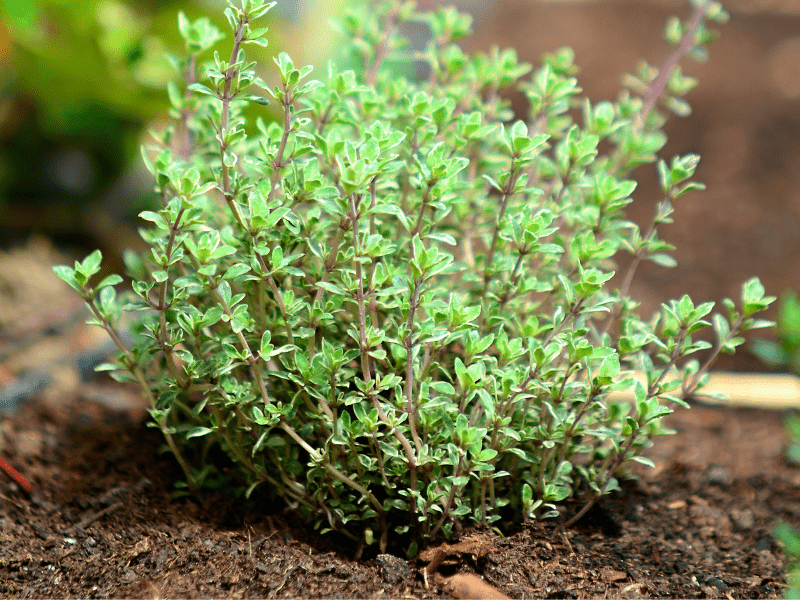 How to Grow Thyme Plant – A Complete Guide