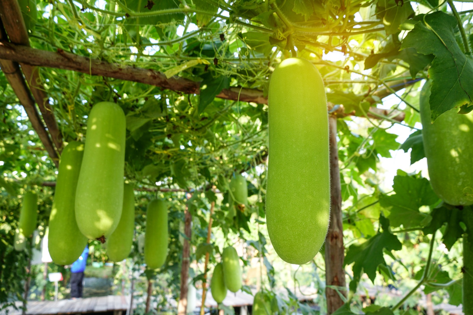 How to Grow Bottle Gourd