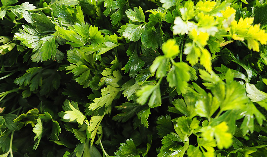 How To Grow Celery