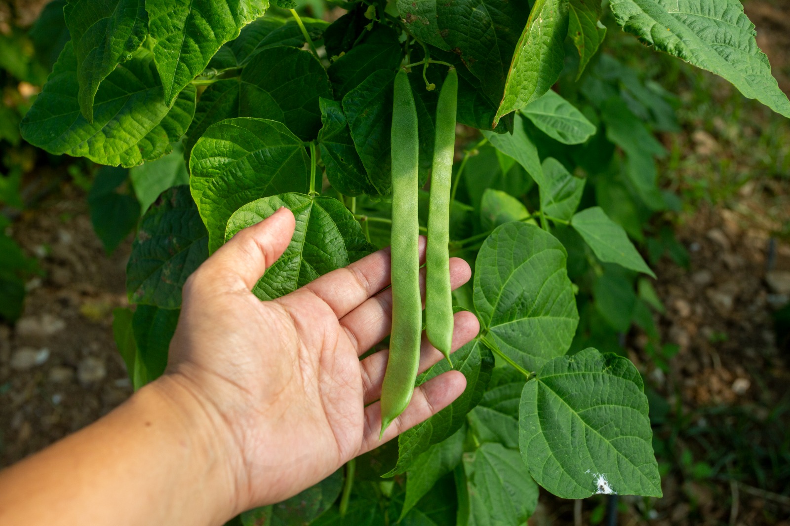 How to Grow Cluster Beans
