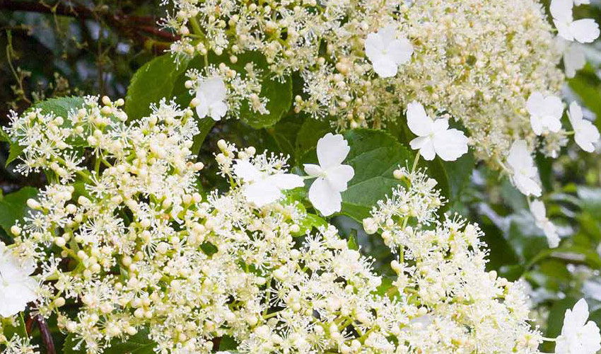 Climbing Hydrangea