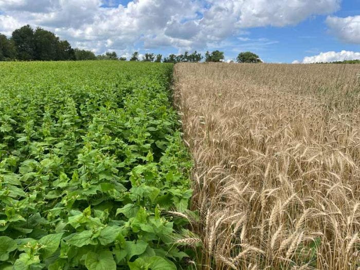 Crops To Grow In New York