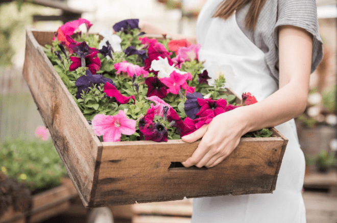 Flowers To Plant In August