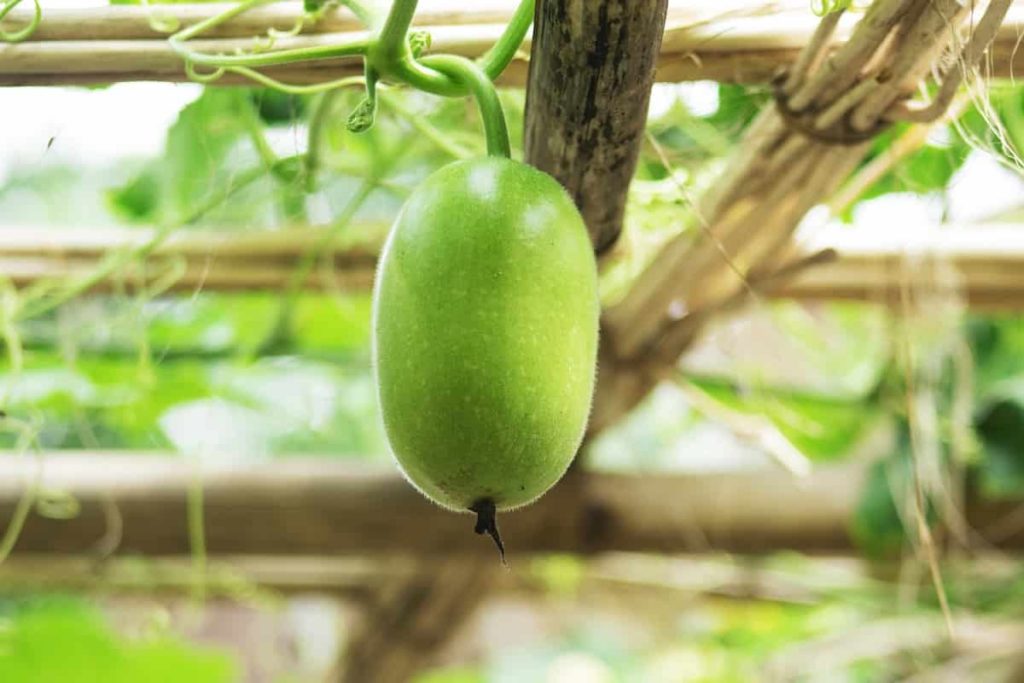 How To Grow Apple Gourds