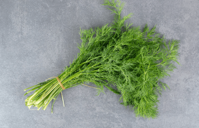 How to Grow Dill The Organic Way – Home Gardening Guide
