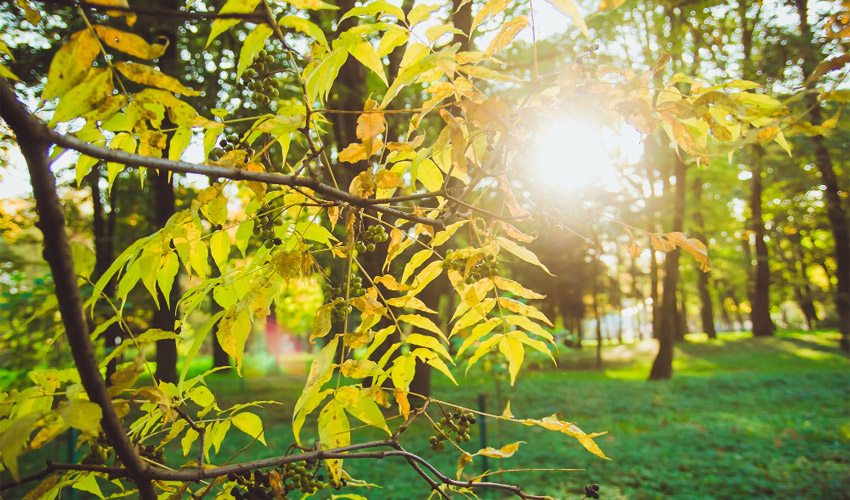 protect your garden in a heatwave
