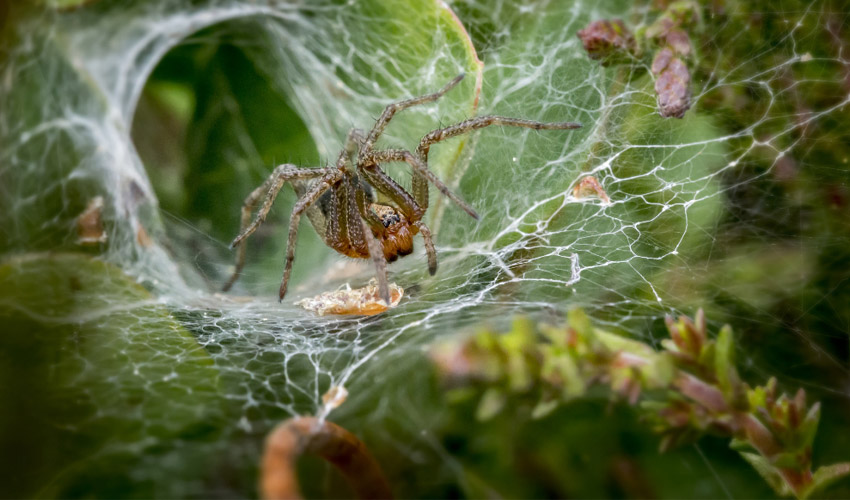 prevent spider mites