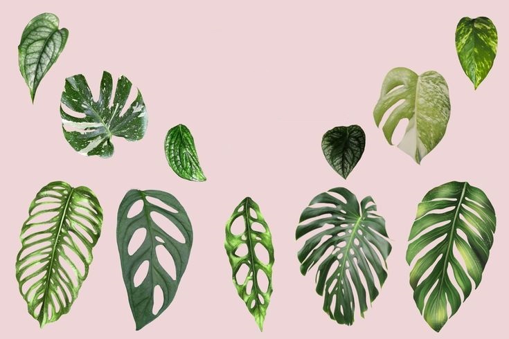 types of monstera