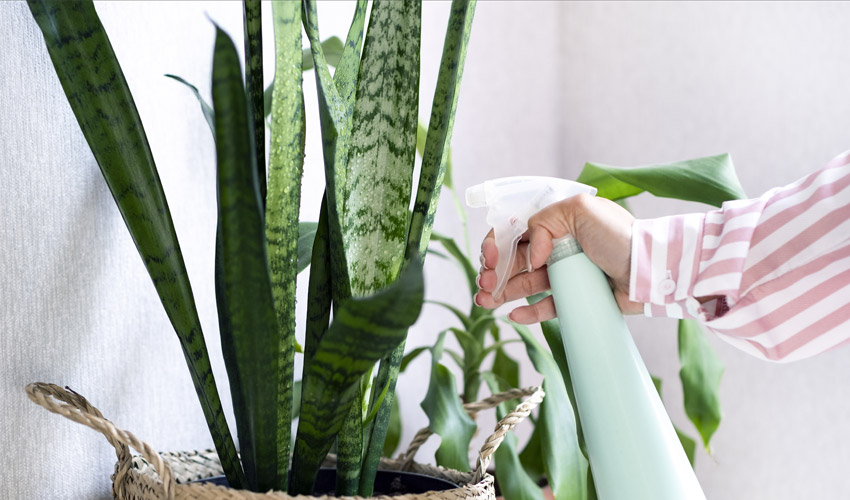 Care for Snake Plant