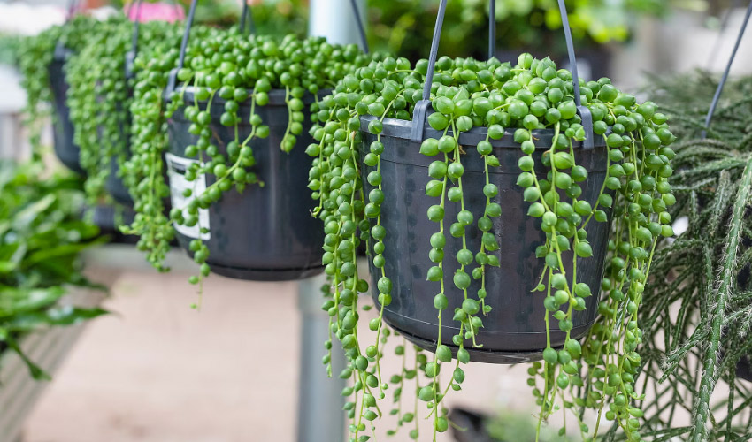 Care for String of Pearls