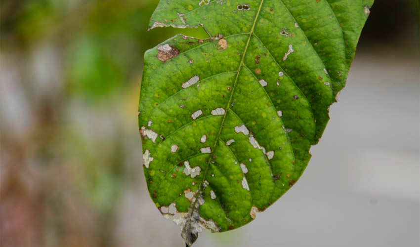 What Is Downy Mildew? Symptoms, Causes, and Control Methods