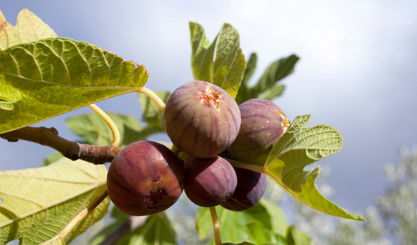 Fig Tree Care Guide: How to Plant, Grow, and Maintain Healthy Figs