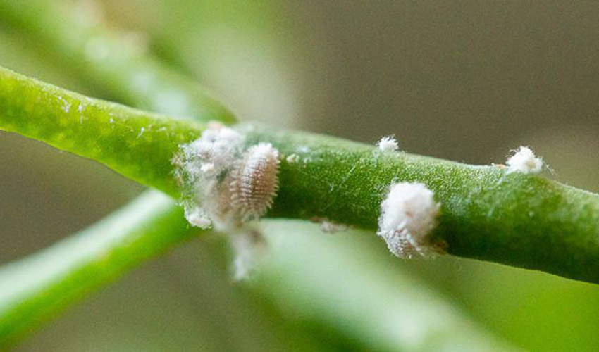 What Are Mealy Bugs? How to Get Rid of Mealy Bugs