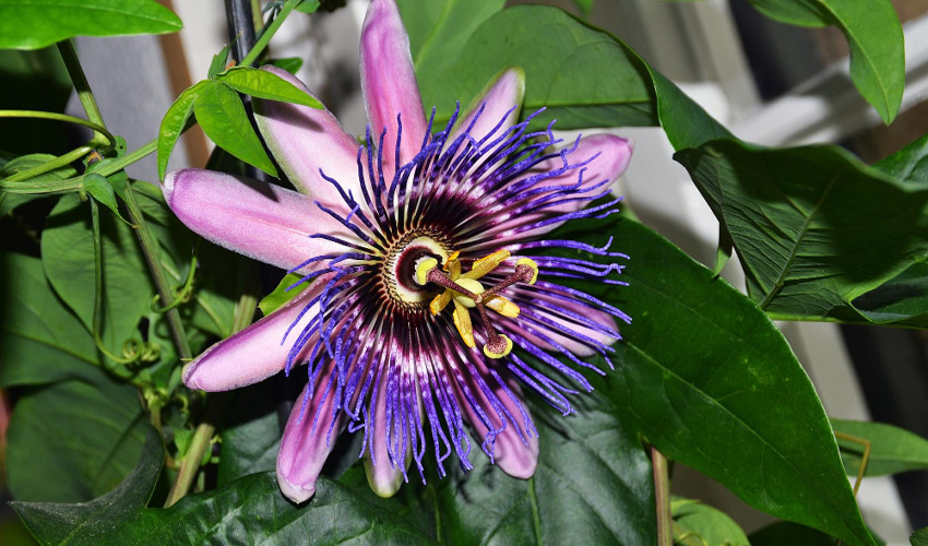 How to Grow and Care for Passion Flowers (Passiflora)
