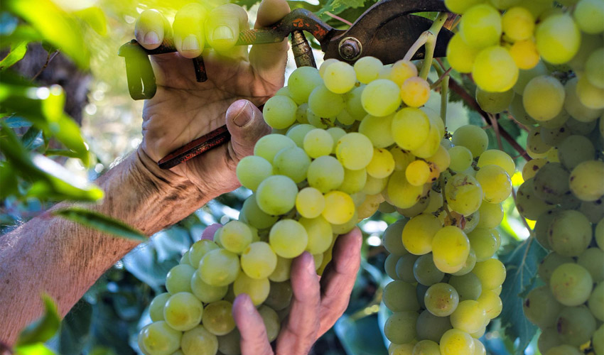 How To Grow Grapes