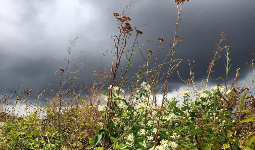 How To Fix Storm Damaged Plants