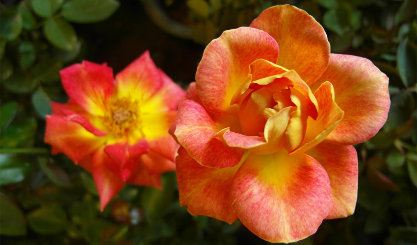 How to Care for Nasturtium – Growing and Caring Guide
