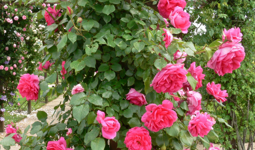 How to Grow Climbing Roses
