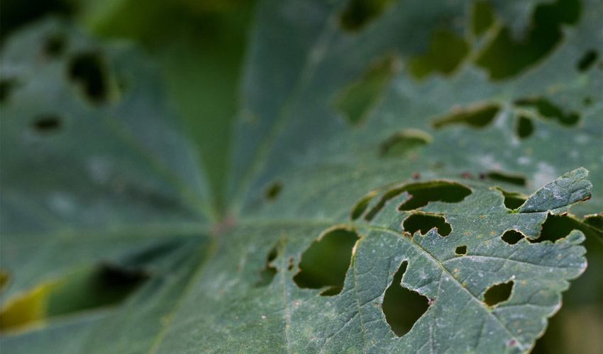 Manage Leaf Spot Diseases